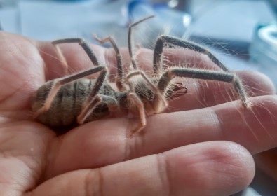 Hakkari'de Yeni Bögü Böcegi Türü Kesfedildi