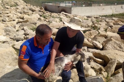 Kayalar Arasina Düserek Mahsur Kalan Keçiyi AFAD Kurtardi