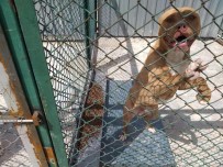 KÖPEK - Kütahya'da Yasakli, Tehlike Arz Eden Köpek Gezdiren Sahsin Köpegine El Konuldu
