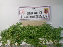 JANDARMA - Ormana Kenevir Ektiler