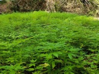 JANDARMA - Samsun'da 103 Bin 61 Kök Kenevir Ele Geçirildi Açiklamasi 2 Gözalti