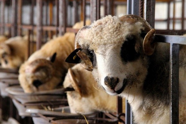 Kredi kartıyla kurban satın alınır mı? Kredi kartıyla kurban satın almak caiz mi? Taksitle kurbanlık alınır mı?