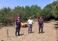 Kaybolan Koyunlari Jandarma Buldu