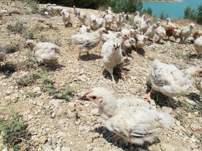 Adana'da 300 Civciv Ölüme Terk Edildi