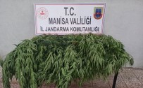 Manisa'da 43 Kök Kenevir Bitkisi Ele Geçirildi