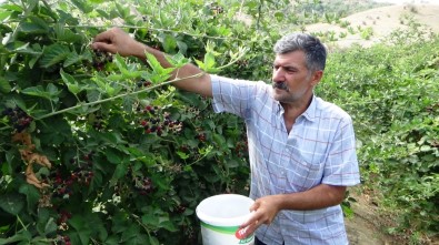 Devlet Destegiyle Ekilen Bögürtlen Bahçelerinde Baslayan Hasat Çiftçinin Yüzünü Güldürdü