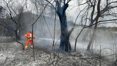 Sardunya Adasi'ndaki Yangin Iki Noktada Devam Ediyor