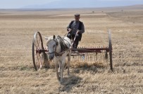 Kurakligin Vurdugu Kars'ta Çiftçilerin Hasad Mesaisi Basladi