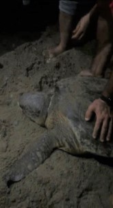 Boynuna Ip Dolanan Caretta Caretta'yi Cam Parçasi Ile Kurtardilar