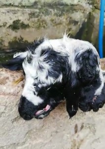 Bursa'da Çift Basli Kuzu Saskinligi