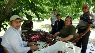 Cografi Isaret Tescilli Uluborlu Kirazi Avrupa Sofralarinda