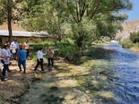  SİVAS - Hurman Çayi'na Kirmizi Benekli Alabalik Birakildi