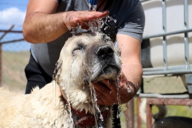 Kangallarin Soguk Dus Keyfi
