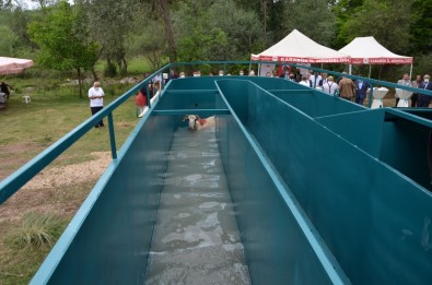 Mobil Koyun Banyoculugu Makinesi Vatandaslarin Hizmetine Sunuldu