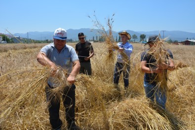 Sindirgi Karakilçik Bugdayinda Yillar Sonra Ilk Hasat Gerçeklesti
