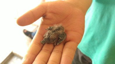 Yuvasindan Düsen Yavru Kirlangiç Için Seferber Oldular