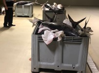 Beylikdüzü'nde Yasak Dönemde Avlanan Bin 600 Kilo Orkinos Baligina El Konuldu