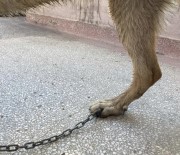 Tasmasinin Zinciri Ayagina Saplandi, Veteriner Hekim Saskinlik Yasadi