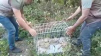 Yaban Hayata Alistirilan Tilkiler Dogaya Salindi