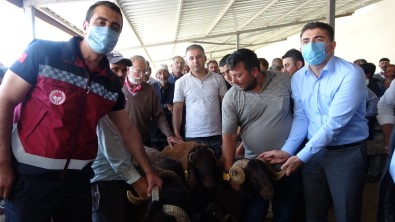 Bingöl'de 139 Üreticiye 516 Adet Damizlik Koç Ve Teke Dagitildi