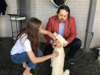 KÖPEK - Eskisehir'de Ilk Defa Bir Köpege Mikroçip Takildi