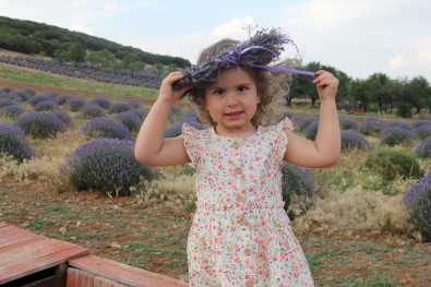 Isparta'da Dogal Mor Stüdyolarda Sölen Basladi