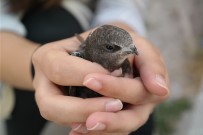 SAKARYA - Serçe Sandi Ebabil Kusu Çikti