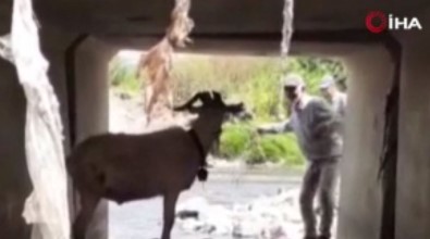 Türk Kovboy Kaçan Kurbani Böyle Yakalamaya Çalisti