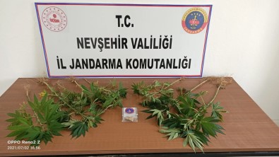 Gülsehir'de 3 Gram Esrar, 9 Kök Kenevir Ele Geçirildi