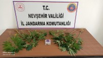 JANDARMA - Gülsehir'de 3 Gram Esrar, 9 Kök Kenevir Ele Geçirildi