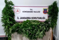 JANDARMA - Gümüshane'de Jandarma Kenevir Yetistiricilerine Göz Açtirmiyor