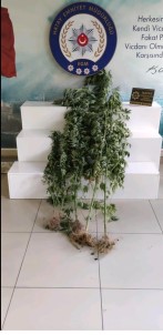 Hatay'da Uyusturucu Operasyonu