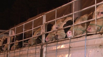 Istanbul'a Kurbanlik Hayvanlarin Girisi Basladi