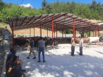 HAYVAN - Ivrindi'de 2. Hayvan Pazari Faaliyete Geçti