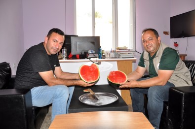 Karacabey'de Karpuz Hasadi Basliyor