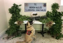 JANDARMA - Mersin'de 784 Kök Kenevir Bitkisi Ele Geçirildi