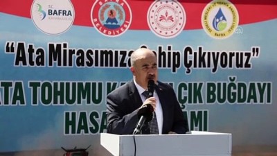 Samsun'da Karakilçik Bugdayi Hasadi Yapildi