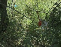 Tarla kenarında karton kutuda bebek cesedi bulundu!