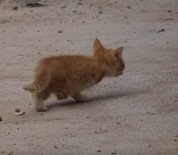 YAVRU KEDİ - Tunceli'de 3 Ayakli Kedi 2 Ayakli Yavru Dogurdu