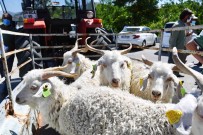 HAYVAN - Yerli Üreticilere Damizlik Teke Destegi