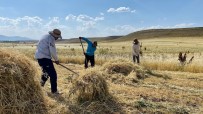 ALLAH - Agri'da Kuraklik Erken Hasadi Beraberinde Getirdi