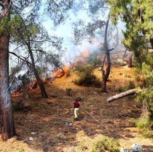 Aydin'daki Yanginda 2 Hektar Kizilçam Ormani Zarar Gördü