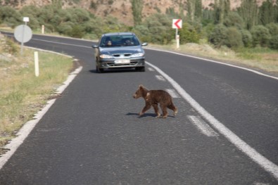 Ayi Yavrusu Anayolda Görüntülendi