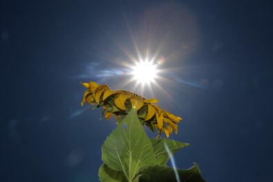 Basinçli Sulama Sistemine Geçip 4 Bin Dönüme Ayçiçegi Ekti, Gören Trakya Zannetti