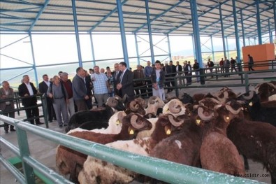 Çildir'da Kurbanliklar Görücüye Çikti