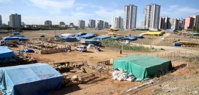 Çukurova'da Kurban Satis Yerleri Belirlendi
