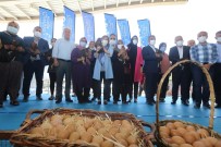 YUMURTA - Gaziantep'te, Bölgeye Uyumlu 70 Bin Tavuk Dagitildi