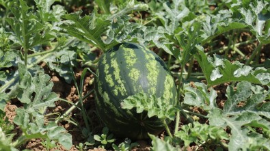 Kandira Karpuzu Cografi Isaret Aldi