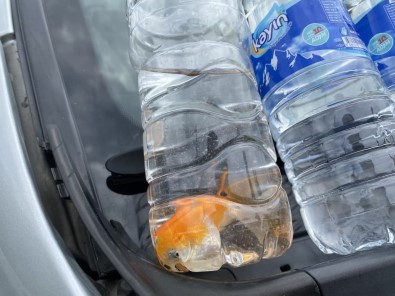 Kazayi Unutup Baliklari Kurtarmanin Derdine Düstü