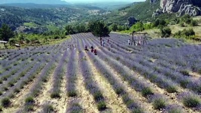 Konya'da Bir Sitenin Bahçesindeki Agaçlarin Kesilmesi Tepki Çekti